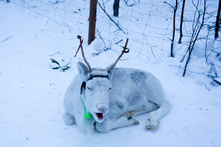 Levi: Enchanted 1.5km Forest Reindeer Sleigh Ride