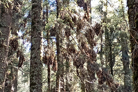 Mexico : visite du sanctuaire des papillons monarques avec transfert