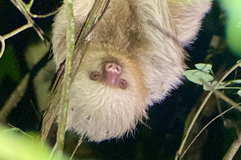 Manuel Antonio: Tour serale con guida naturalistica.