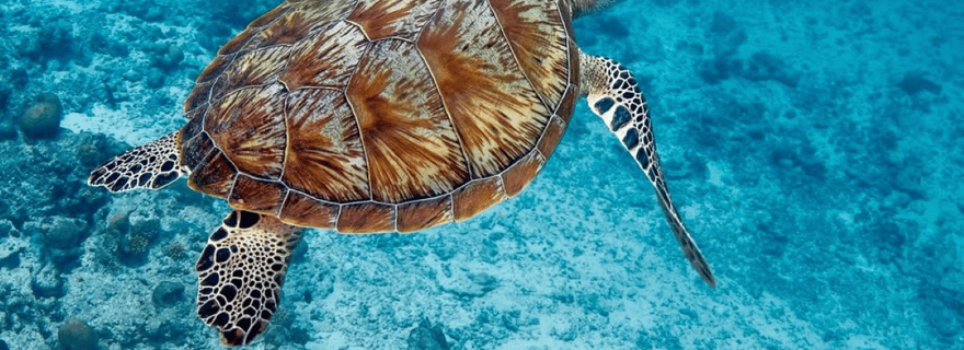 Zanzibar : visite de la grotte de Salaam, grotte de Kuza, The Rock, plage de Paje