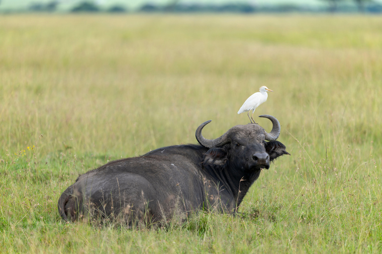 3-Day Ol Pejeta Safari with Chimpanzee Sanctuary