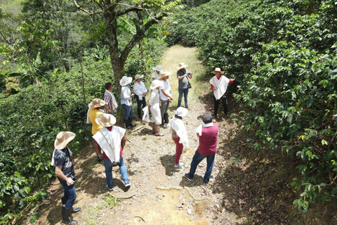 Medellín : Tournée des cafés dans les montagnes