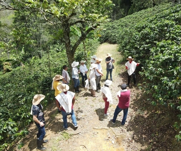 Medellín: Koffietour in de bergen
