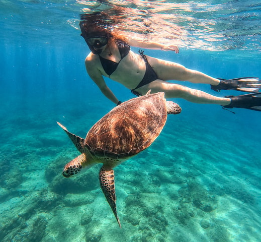 Vieques: Sea Turtle Snorkeling Small-Group, Photos & Snacks