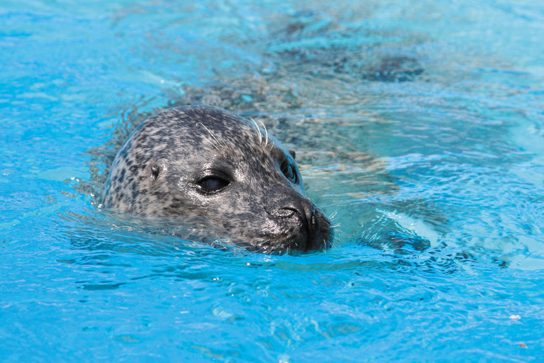 Palafolls: Marineland Dolphinarium and Water Park Tickets