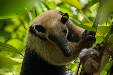 Nationaal Park Tortuguero: Dagwandeling Jaguar Trail