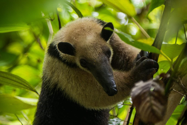 Parc national de Tortuguero : Aventure sur la piste des jaguars (Day Walk)