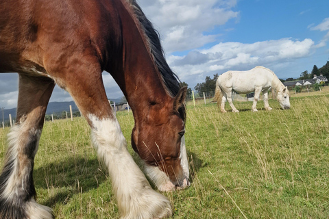 Stirling: Harmony Fields Animal Sanctuary Guided Tour