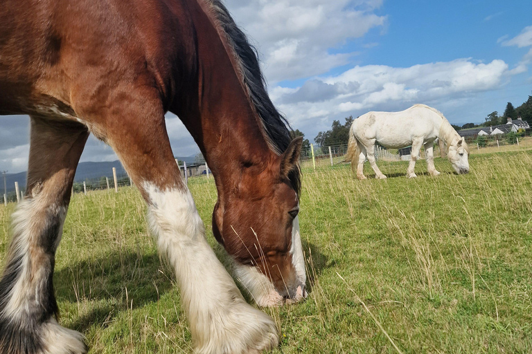 Stirling: Harmony Fields Animal Sanctuary Guided Tour