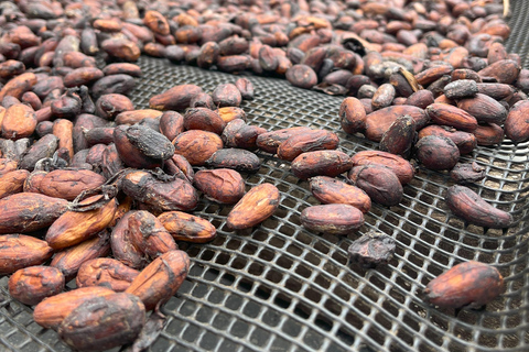 Minca: Coffee Farm and Hidden Waterfall Tour with Lunch