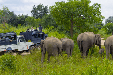 Safari tout compris à la forteresse de Sigiriya et à la faune sauvage