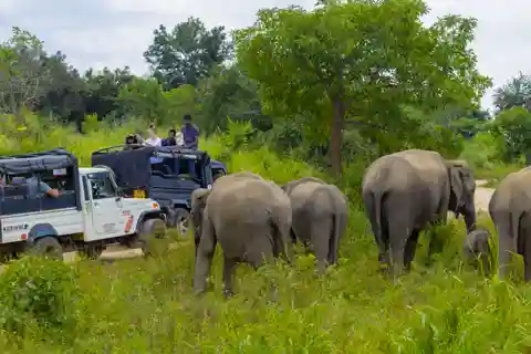 Sigiriya Fortress and Wildlife Safari from Kandy