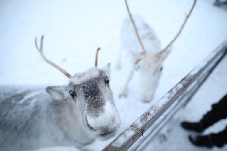 Full day: Reindeer Farm, Santa Claus Village & Husky Park