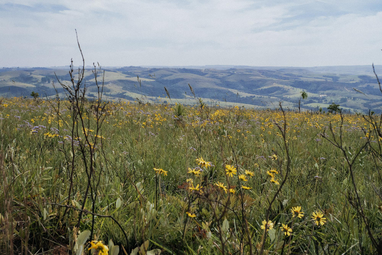 From São Paulo: 5-Day Serra da Canastra Wildlife Safari