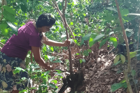 Koggala: Authentic Experience with Cinnamon Girl Koggala Cinnamon Experience with pickup from Ahangama