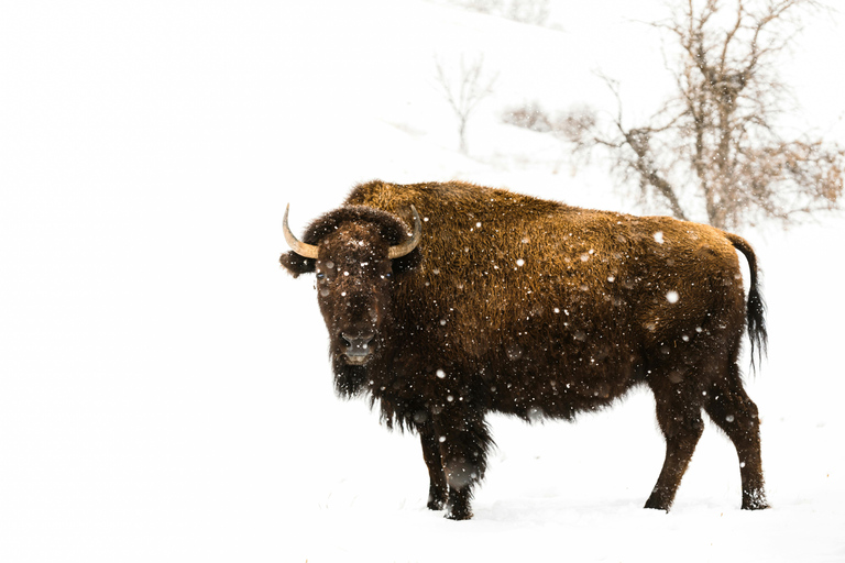 From Bucharest: Bear Sanctuary and Bison Reservation Tour