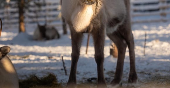 Rovaniemi: Local Reindeer Farm Visit, Feeding & Sleigh Ride
