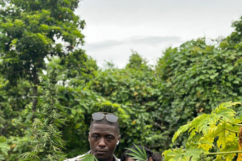 Marijuana Farm Tour From Montego Bay