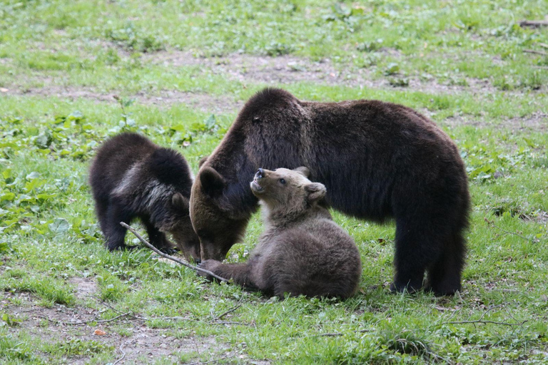 Brasov: Carpathian Brown Bear Wildlife Viewing Experience