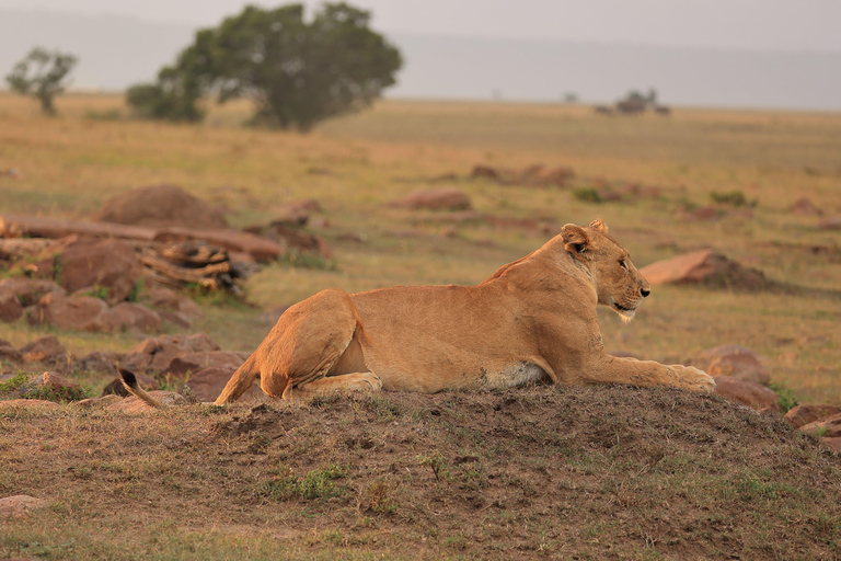 3-Day Ol Pejeta Safari with Chimpanzee Sanctuary