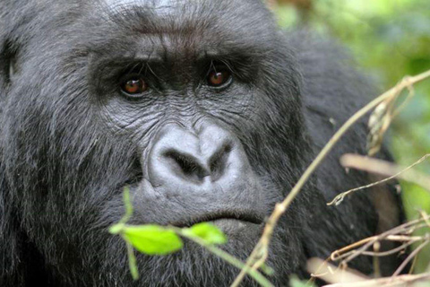 Da Kigali: Trekking di 2 giorni con i gorilla e le scimmie dorate