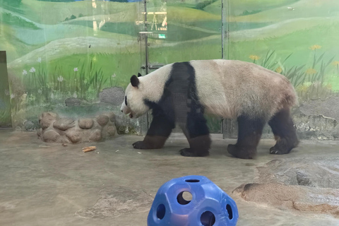 Shanghai Hidden Water Town Temple Snack&Wildlife Park Safari Water town+Day Safari from October 5 2026 (Zoo early closed)