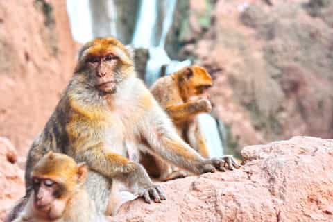 From Marrakech: Ouzoud Waterfalls Guided Tour & Boat Ride