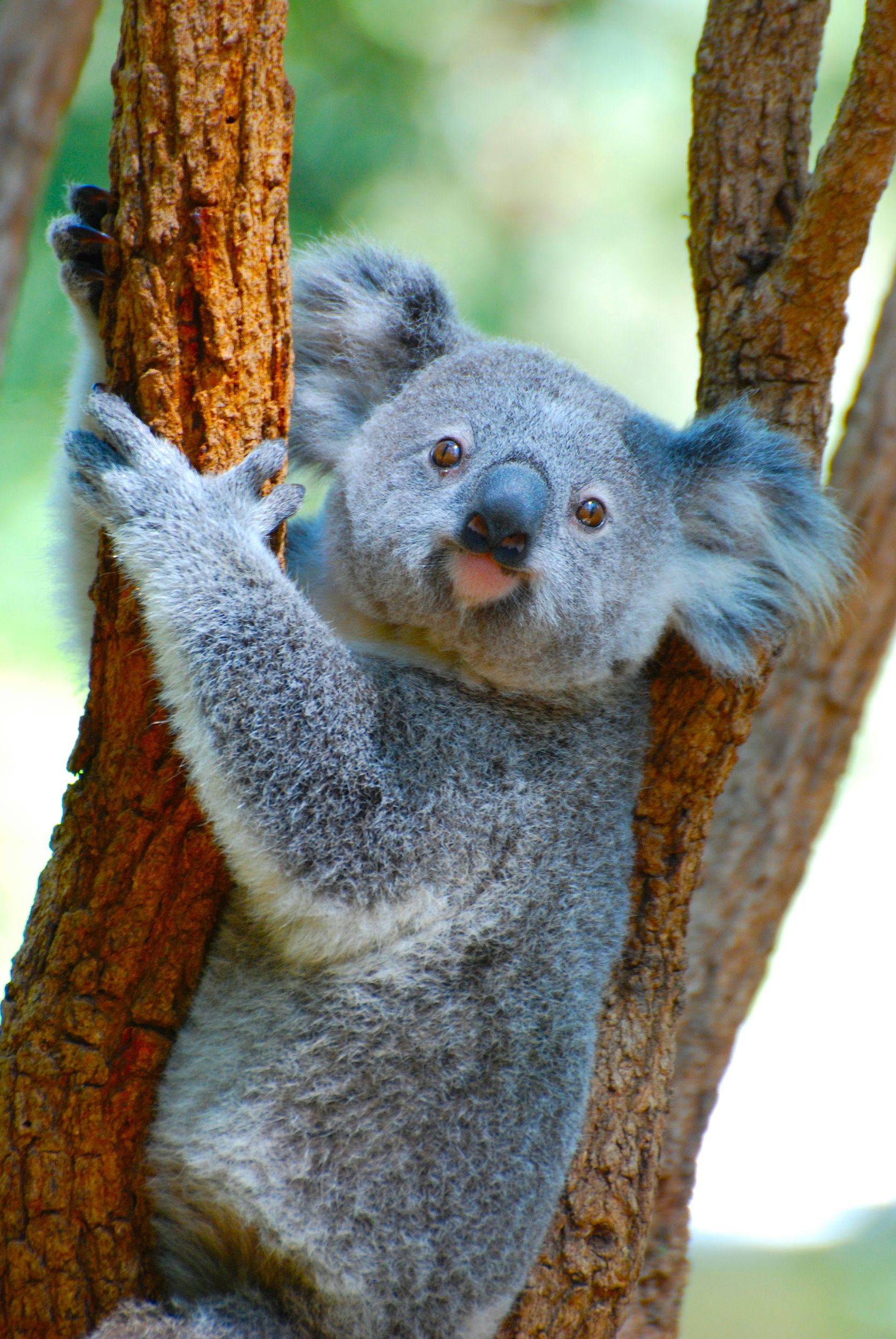 Byron Bay: Wunder von Byron – Wildnis- und Wasserfalltour