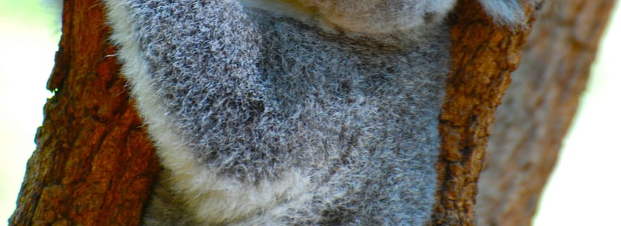 Byron Bay : excursion faune et cascade avec petit-déjeuner