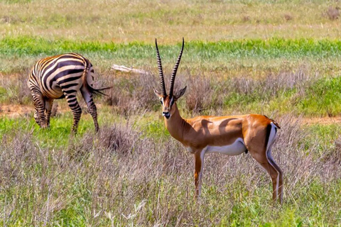 Mombasa/Diani: 3 Days Private Tsavo East & West Safari