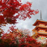 Kyoto: Private Luxury Tour With Vehicle (Customizable)