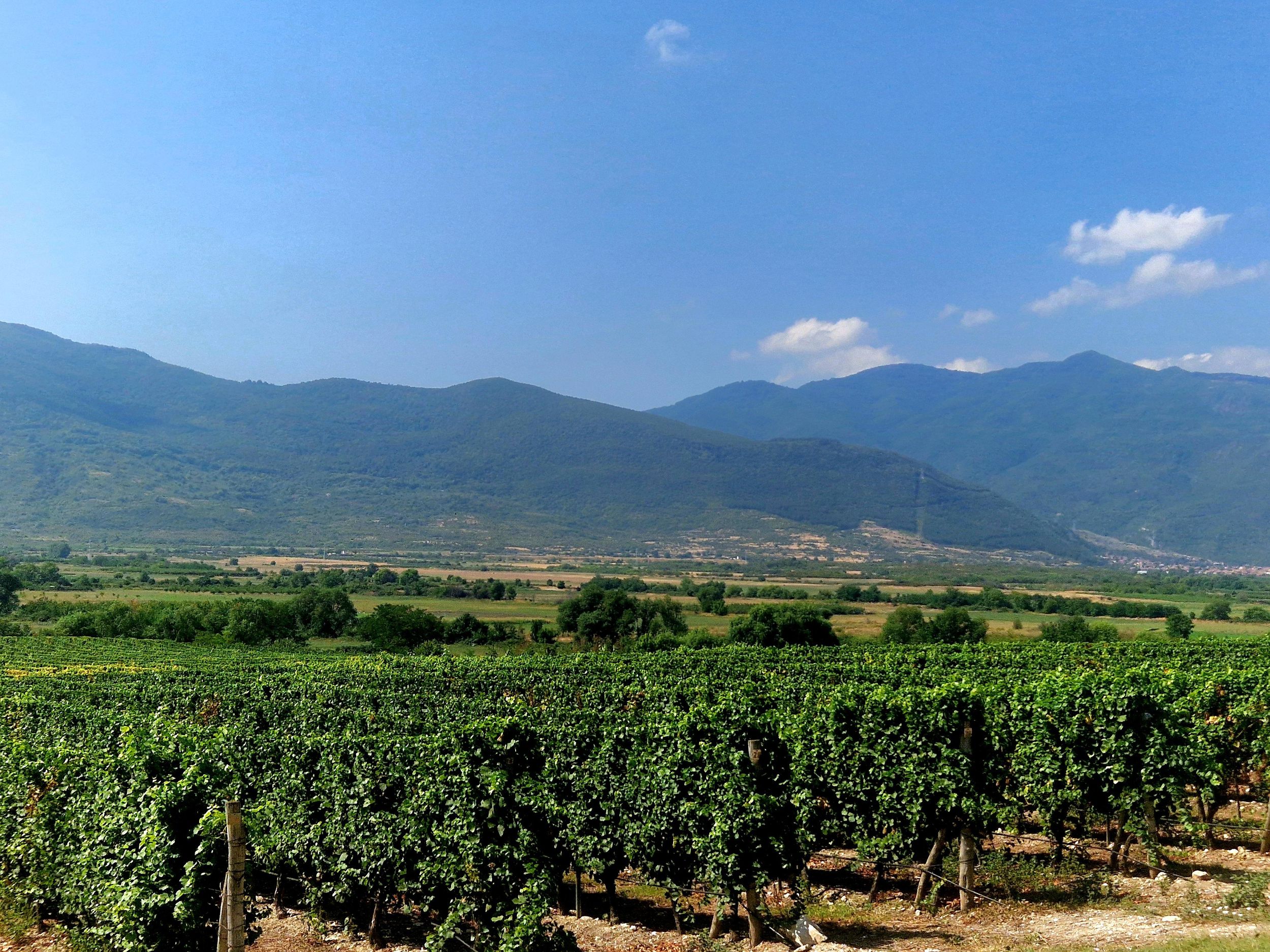 Ab Plowdiw: Weinausflug in die Ausläufer des Rhodopen-Gebirges