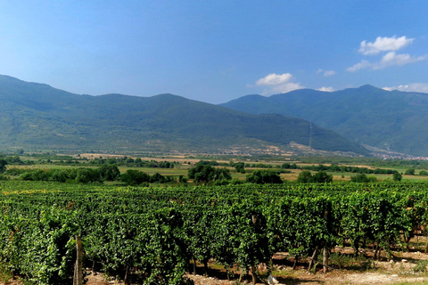From Plovdiv: Wine Escape to the Rhodope Foothills