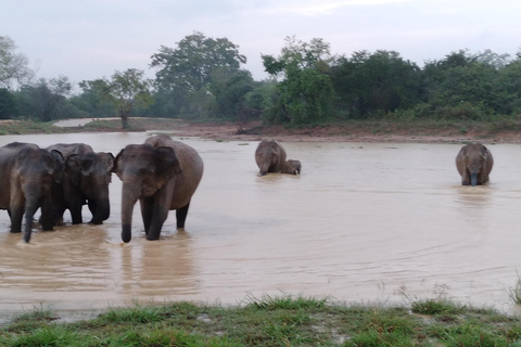 De:Mirissa/Galle/Hilkaduwa com safari em Udawalawe