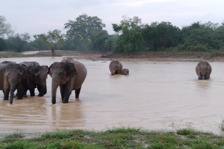 Desde:Mirissa/Galle/Hilkaduwa con safari por Udawalawe