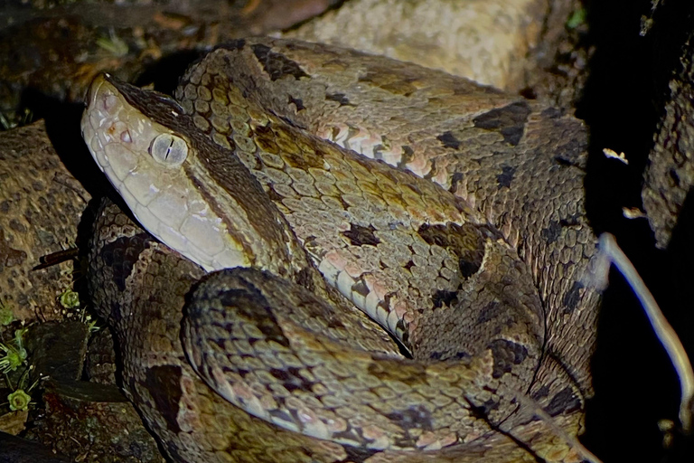 Manuel Antonio: Nachttour mit einem naturkundlichen Führer.Nachttour mit einem naturkundlichen Führer (inklusive Transport)