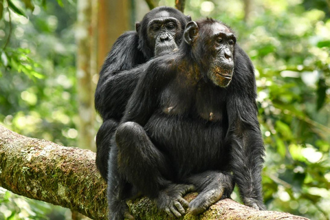 3Days Aberdares & Sweetwaters Ol Pejeta Chimpanzee Sanctuary