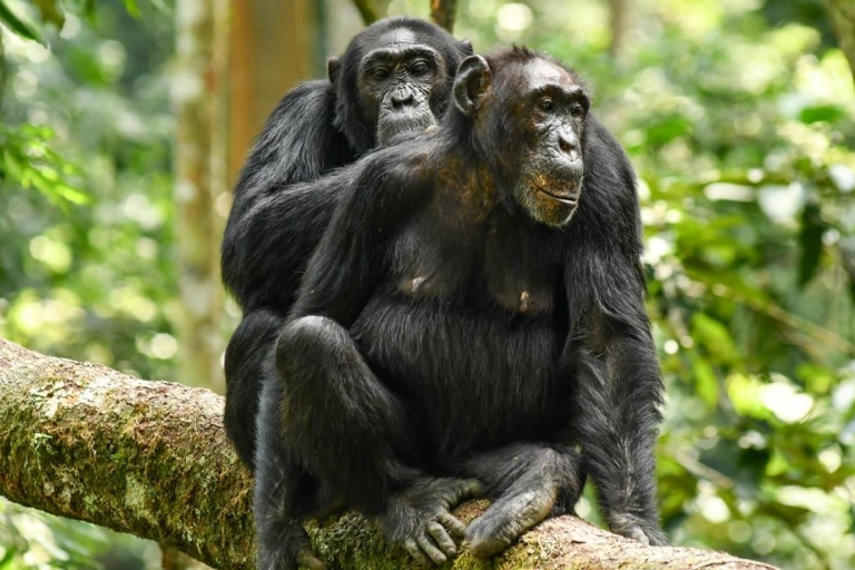 3Days Aberdares & Sweetwaters Ol Pejeta Chimpanzee Sanctuary