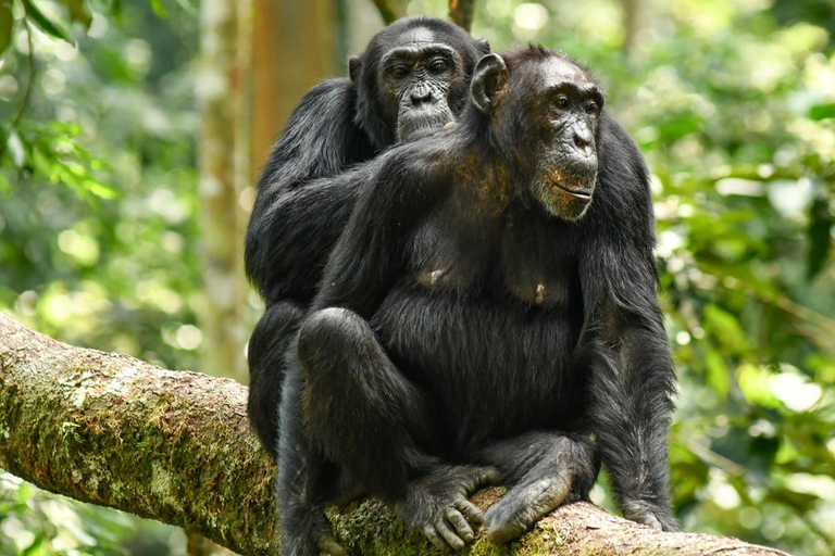 3Days Aberdares & Sweetwaters Ol Pejeta Chimpanzee Sanctuary