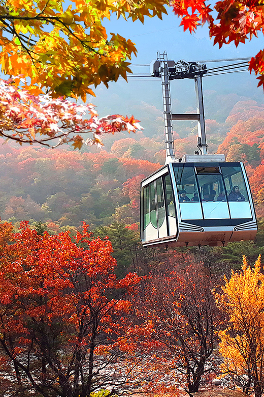 Seoul: Mt.Seorak(+CableCar Option)+Sokcho Fish Market&Beach