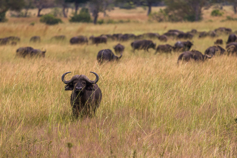 Från Zanzibar: Mikumi Safari med tvåmotorigt flygplan + lunchMikumi Safari – utan transfer