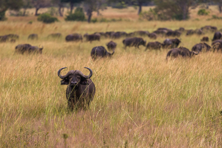 Från Zanzibar: Mikumi Safari med tvåmotorigt flygplan + lunchMikumi Safari – utan transfer