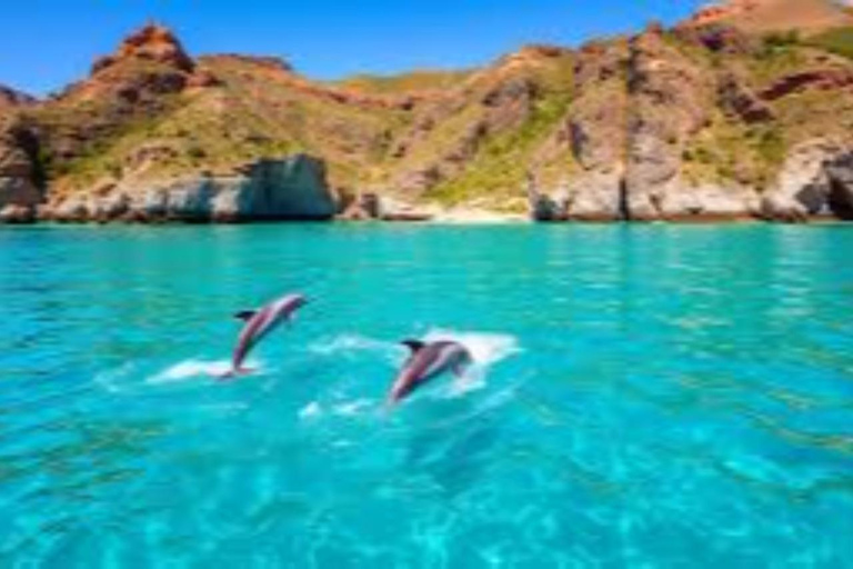 Salalah: Swimming with Dolphins with Lunch &amp; Pick up