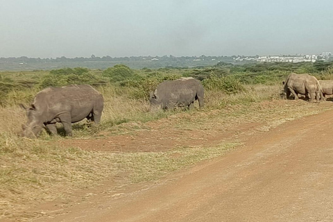 Golden Hour Safari: Afternoon Game Drive in Nairobi park National Park, Elephant Orphanage & Giraffe Private- Van