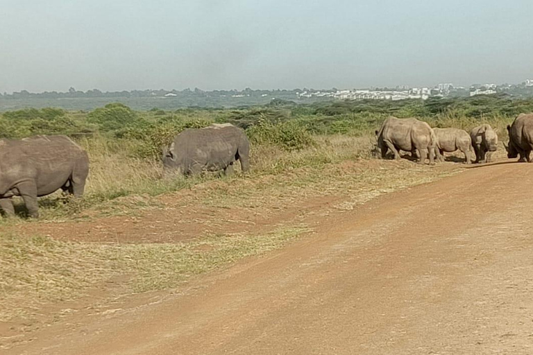Golden Hour Safari: Afternoon Game Drive in Nairobi park National Park, Elephant Orphanage & Giraffe Private- Van