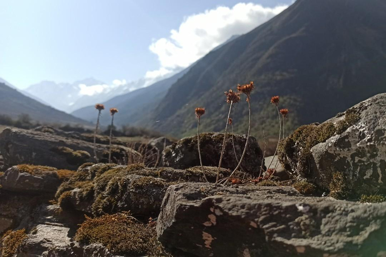 Från Katmandu: 7-dagars vandring i Langtangdalen