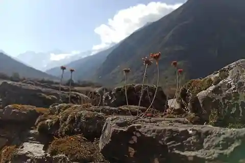 Da Kathmandu: trekking di 7 giorni nella valle del Langtang