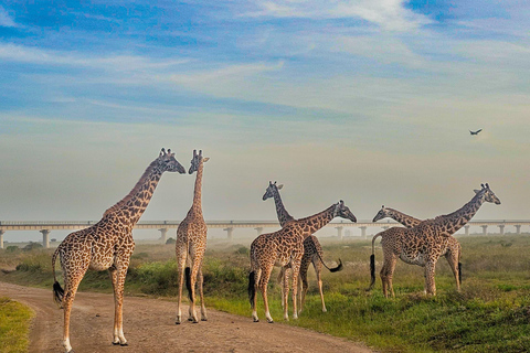 Golden Hour Safari: Afternoon Game Drive in Nairobi park National Park, Elephant Orphanage & Giraffe Private- Van