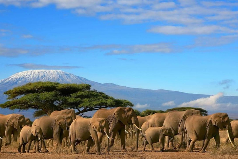 Mombasa: Safari de 4 días a Tsavo Este, Tsavo Oeste y Amboseli