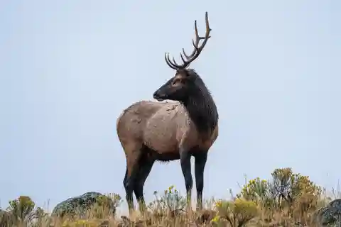 Yellowstone National Park: 1 Day Wildlife Photography Tour